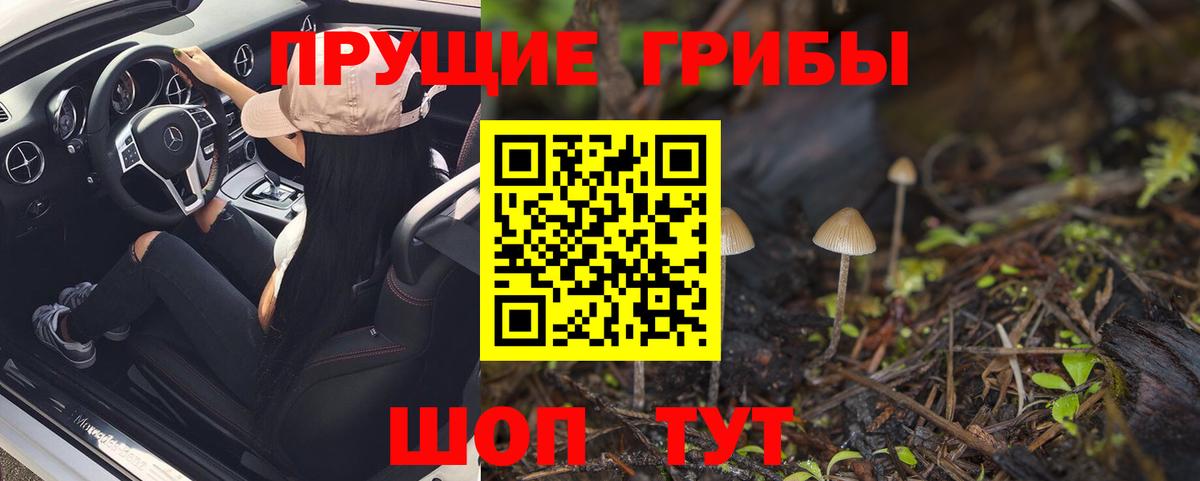 Псилоцибиновые грибы Psilocybe  Вход с VPN  Псилоцибиновые грибы Psilocybine cubensis  Алатырь 